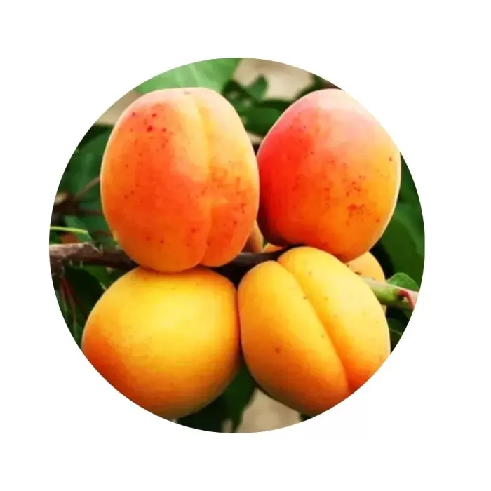 Абрикос “Аврора” (Aurora) (помаранчева м’якоть, ранній сорт)