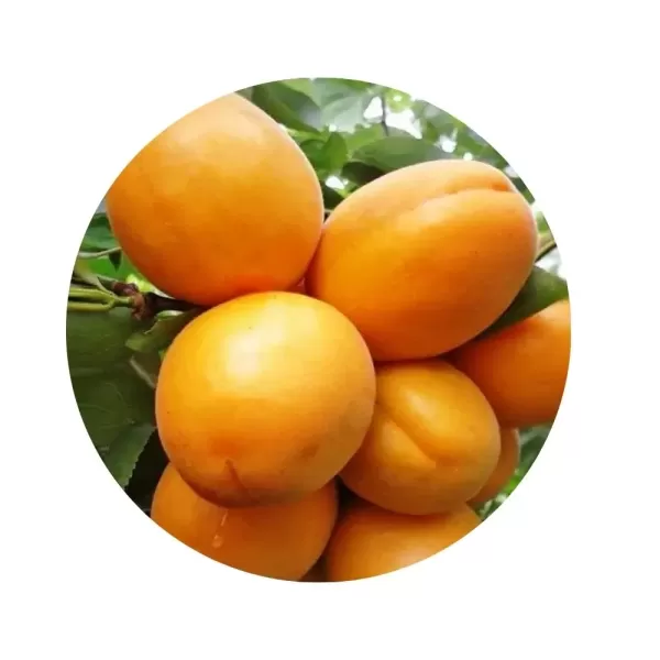 Абрикос "Голд Річ" (Goldrich) (яскраво-помаранчева м’якоть, середньопізній сорт)