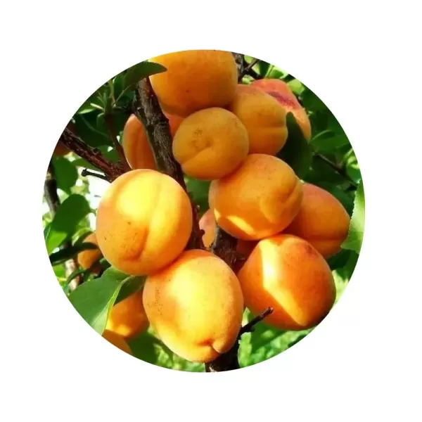 Абрикос “Лескора” (Leskora) (яскраво-помаранчева м’якоть, пізній сорт)