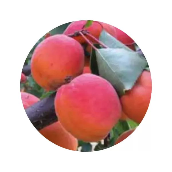 Абрикос "Містраль" (помаранчово-жовта м’якоть, пізній сорт)