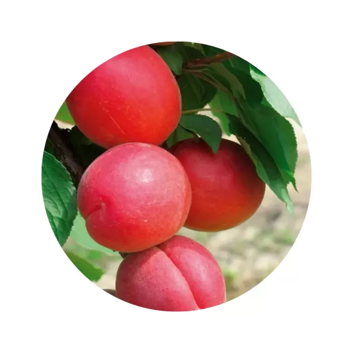 Абрикос "Пріція" (помаранчева м’якоть, ранній сорт)