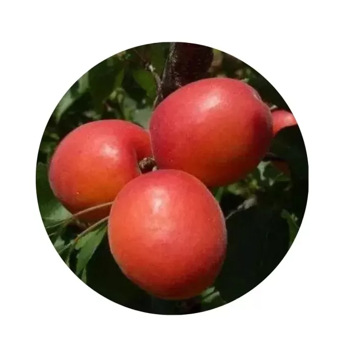 Абрикос "Рубіста" (Rubista) (помаранчева м’якоть, середньоранній сорт)