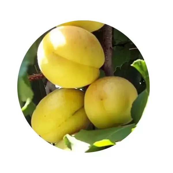 Абрикос “Шалах” (помаранчева м’якоть, середній термін дозрівання)