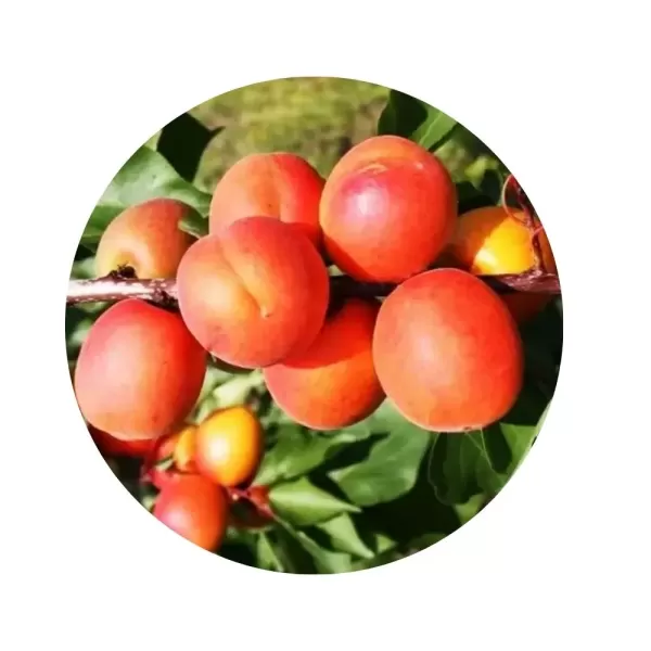 Абрикос "Сільвер Кот" (Silver Cot) (світло-оранжева м’якоть, середній термін дозрівання)