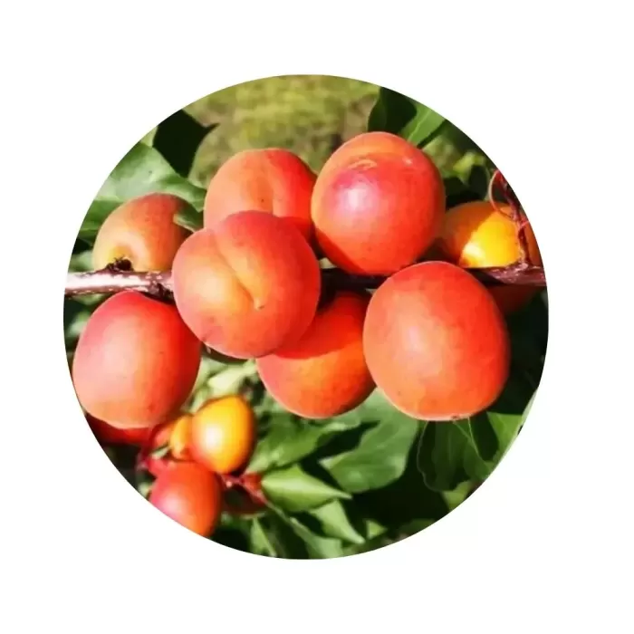 Абрикос "Сільвер Кот" (Silver Cot) (світло-оранжева м’якоть, середній термін дозрівання)
