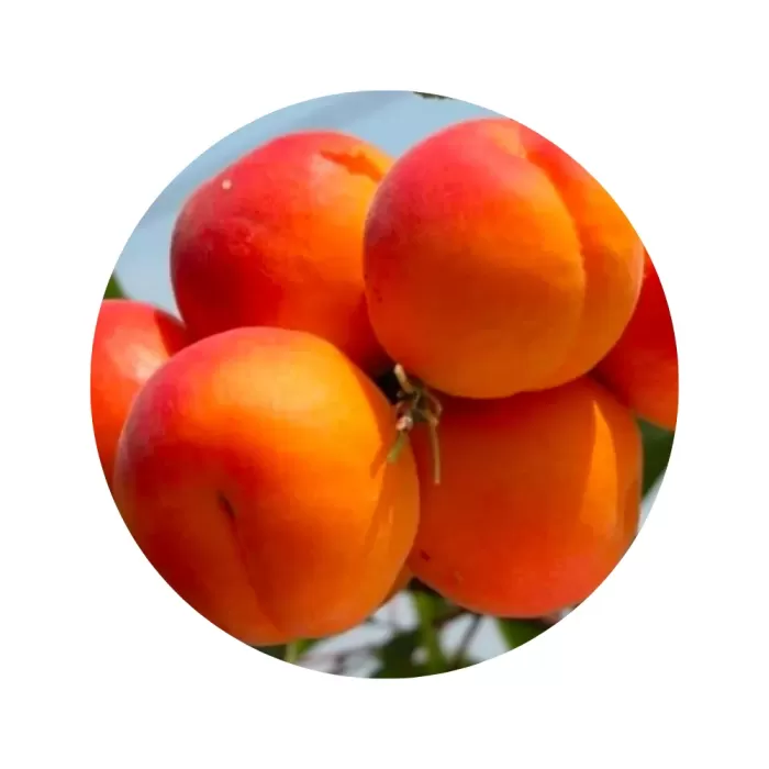 Абрикос "Цунамі" (помаранчева м’якоть, ранній сорт)