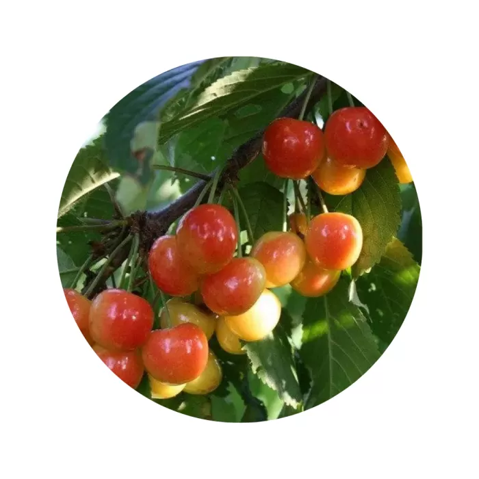 Черешня "Франц Йосиф" (Franz Joseph) (жовта м’якоть, середній термін дозрівання)