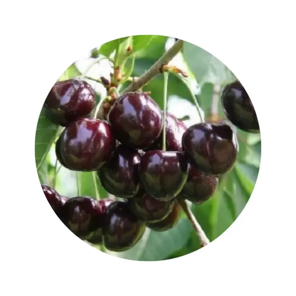 Черешня "Іпуть" (темно-червона м’якоть, ранній термін дозрівання)