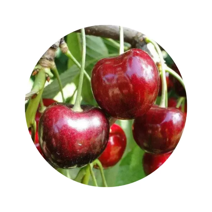Черешня "Кордія" (Kordia) (темно-червона м’якоть, пізній термін дозрівання)