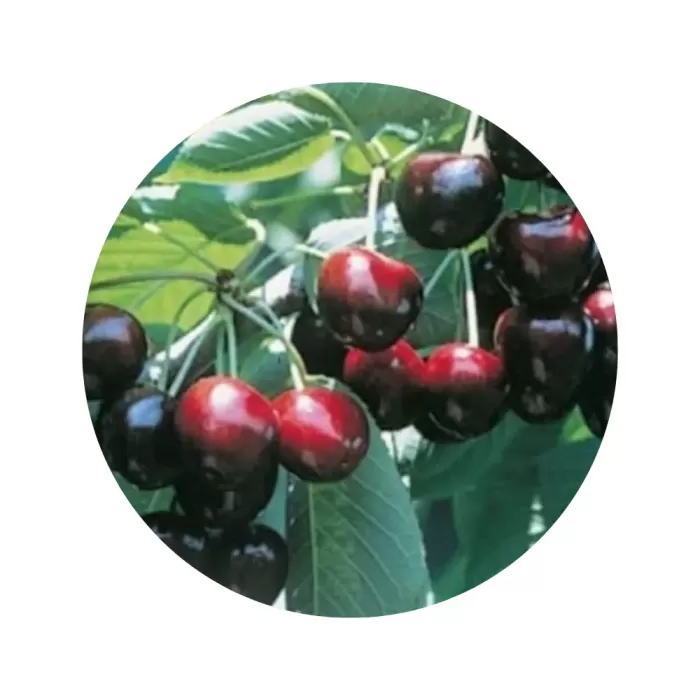 Черешня "Крістін" (солодкий смак, середній термін дозрівання)