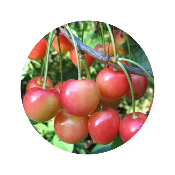 Черешня "Рання рожева" (рожево-жовта м’якоть, ранній термін дозрівання)