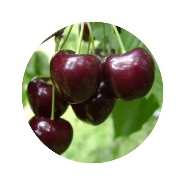 Черешня "Реджина" (Regina) (темно-червона м’якоть, пізній термін дозрівання)