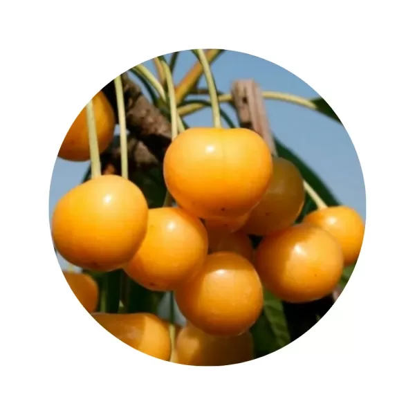 Черешня "Рондо" (Rondo) (жовта м’якоть, середній термін дозрівання)