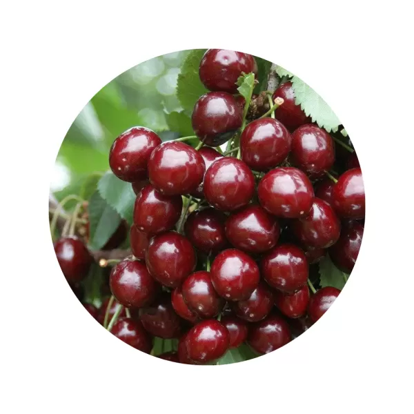 Черешня "Скіна" (Skeena) (темно-червона м’якоть, середній термін дозрівання)