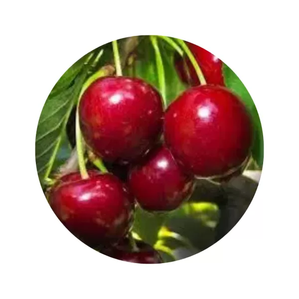 Черешня "Старк Харді Джайант" (Stark Hardy Giant) (червона м’якоть, середній термін дозрівання)