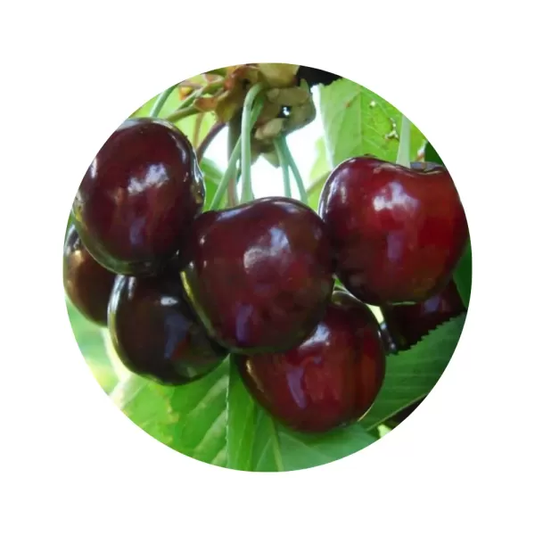 Черешня "Техлован" (Techlovan) (темно-червона м’якоть, середній термін дозрівання)