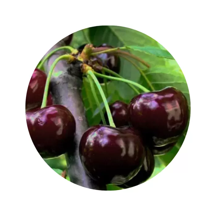Черешня "Валерій Чкалов" (темно-червона м’якоть, ранній термін дозрівання)