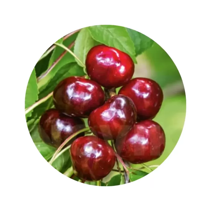 Черешня "Василіса" (темно-червона м’якоть, ранньо-середній термін дозрівання)
