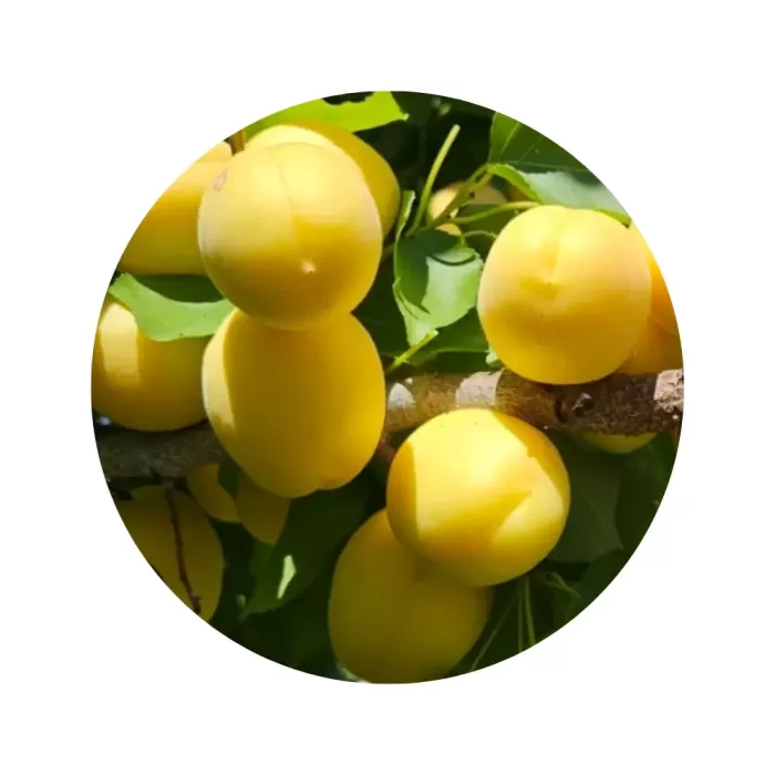 Абрикос "Ананасний" (світло-жовта м’якоть, середній строк дозрівання)