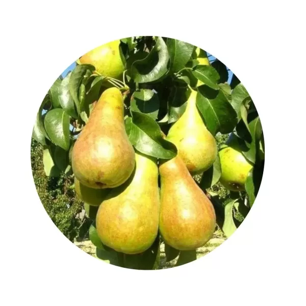 Груша "Бере Боск" (Beurré Bosc) (біло-жовта м’якоть, осінній сорт)