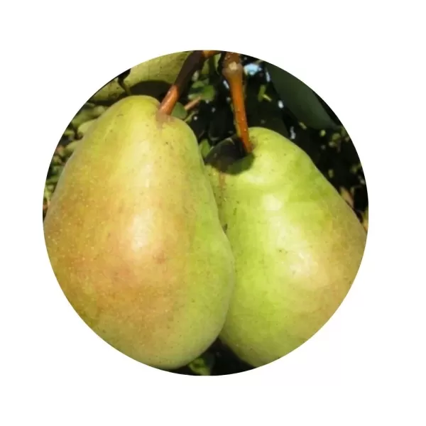 Груша "Бере Гарді" (Beurré Hardy) (ніжна кремово-біла м’якоть, осінній сорт)