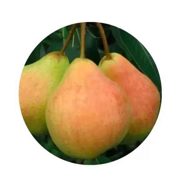 Груша "Дюшес зимовий" (Winter Duchesse / Doyenné d'Hiver) (біла м’якоть, зимовий сорт)