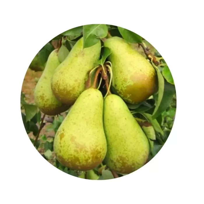 Груша "Конференція" (Conference) (кремово-біла м’якоть, осінній сорт)