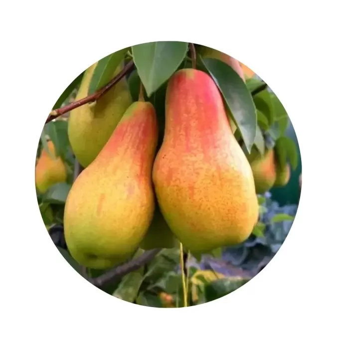 Груша "Лісова красуня" (Forêt Beauté) (кисло-солодкий смак, літній сорт)