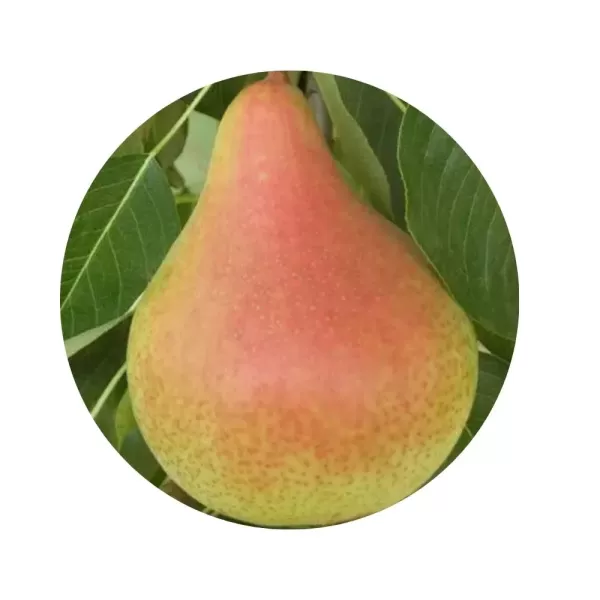 Груша "Марія" (солодкий смак, осінній сорт)