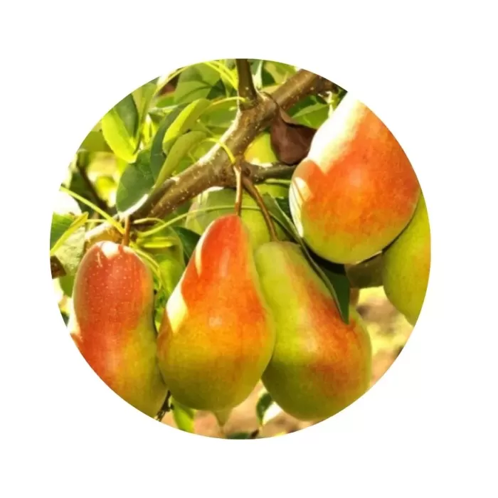 Груша "Санта Марія" (Santa Maria) (кремово-біла м’якоть, літньо-осінній сорт)