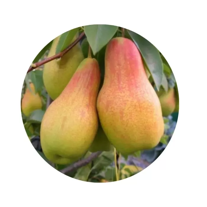 Груша "Талгарська красуня" (біло-кремова м’якоть, осінній сорт)