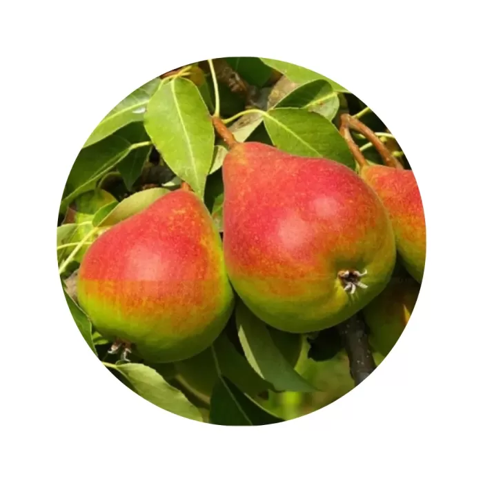 Груша "Улюблениця Клаппа" (біла м’якоть, літній сорт)