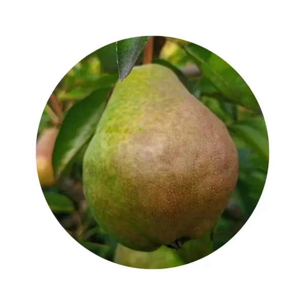 Груша "Вільямс (Бон-Кретьєн)" (жовтувато-біла м’якоть, літньо-осінній сорт)