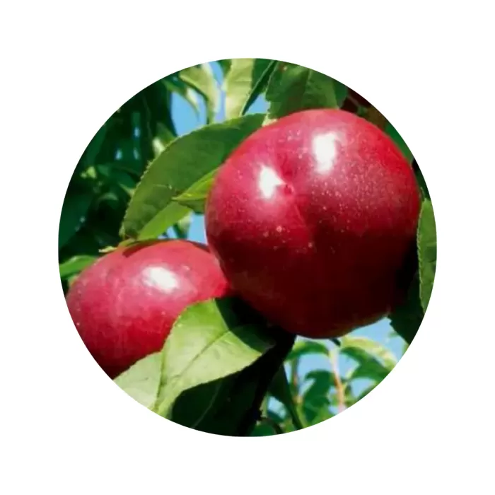 Нектарин "Біг Топ" (Big Top) (жовта м’якоть, середній термін дозрівання)