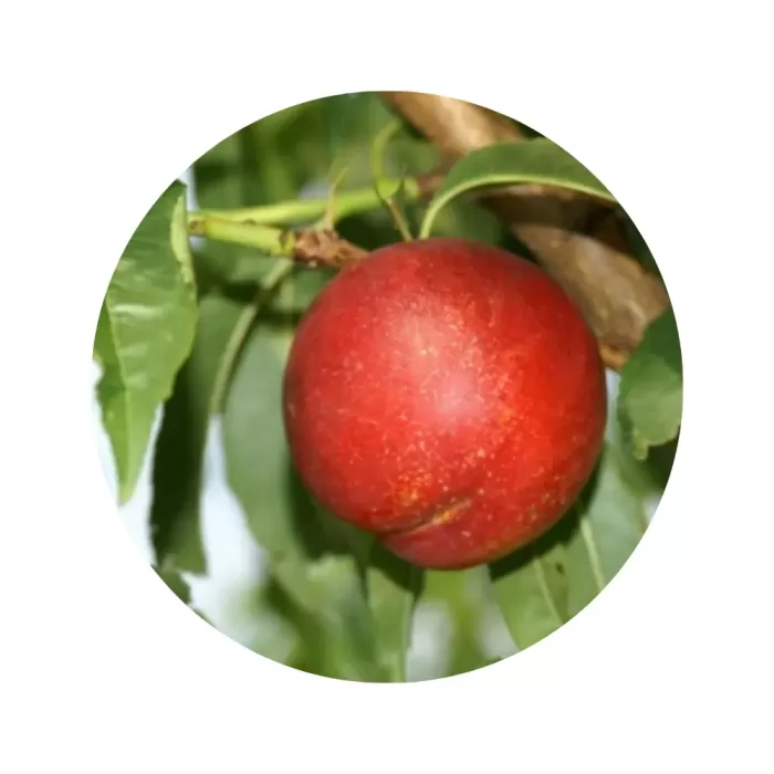 Нектарин "Ерлі Девіл" (жовта м’якоть, ранній термін дозрівання)