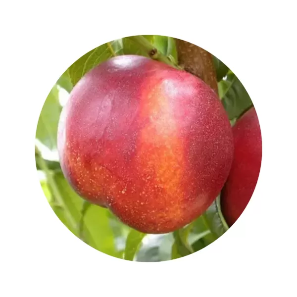 Нектарин "Харблейз" (Harblaze) (жовта м’якоть, середній термін дозрівання)