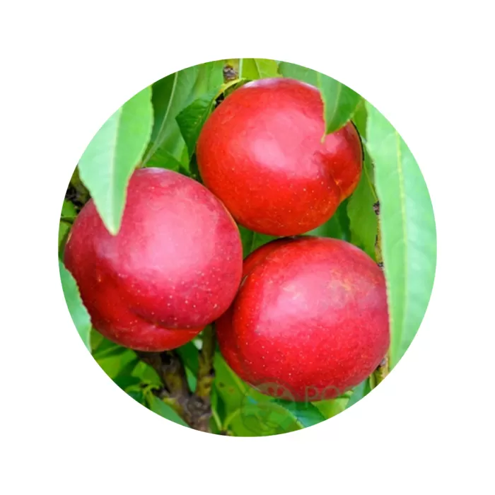 Нектарин "Рубіновий" (жовта м’якоть, середній термін дозрівання)