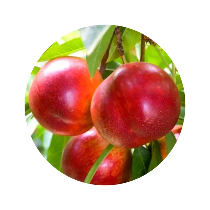 Нектарин "Ванг 3" (Wang 3) (жовта м’якоть, середній термін дозрівання)