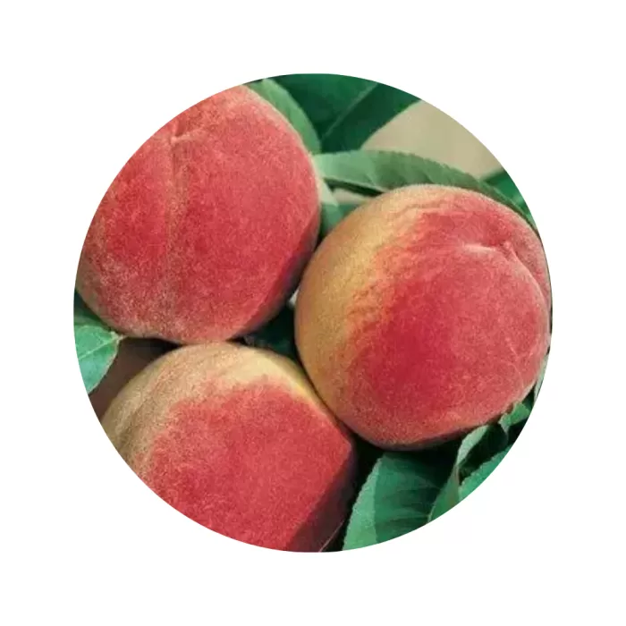 Персик "Ерлі Ред" (Early Red) (жовта м’якоть, ранній термін дозрівання)