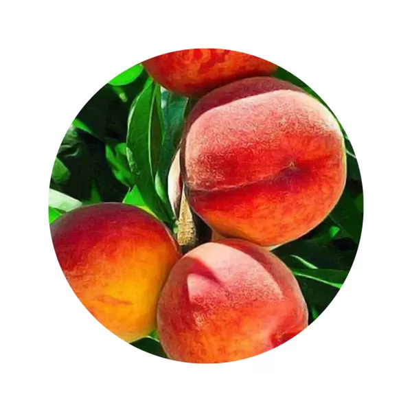 Персик "Харроу Даймонд" (Harrow Diamond) (жовта м’якоть, ранній термін дозрівання)