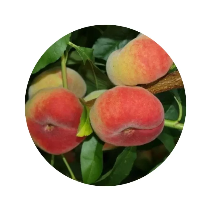 Персик інжирний "Сатурн" (Saturn) (кремово-біла м’якоть, середній термін дозрівання)