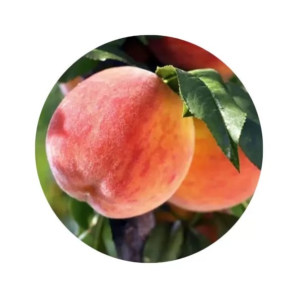 Персик "Кардинал" (Cardinal) (жовта м’якоть, ранній термін дозрівання)