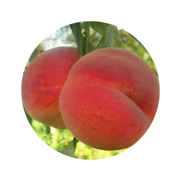 Персик "Травневий цвіт" (May Flower) (біла м’якоть, ранній термін дозрівання)