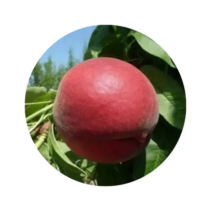 Персик "Ред Топ" (Red Top) (жовта м’якоть, середній термін дозрівання)