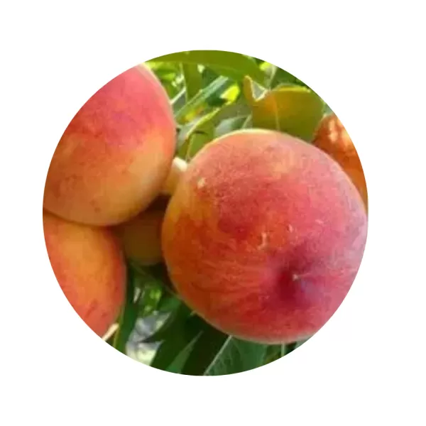 Персик "Редхейвен" (Redhaven) (жовта м’якоть, середній термін дозрівання)