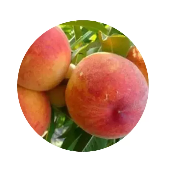 Персик "Редхейвен" (Redhaven) (жовта м’якоть, середній термін дозрівання)