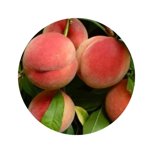 Персик "Ветеран" (Veteran) (жовта м’якоть, середній термін дозрівання)