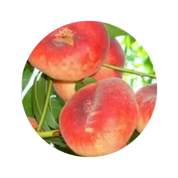 Персик інжирний "Пінк Рінг" (кремово-біла м’якоть, середній термін дозрівання)