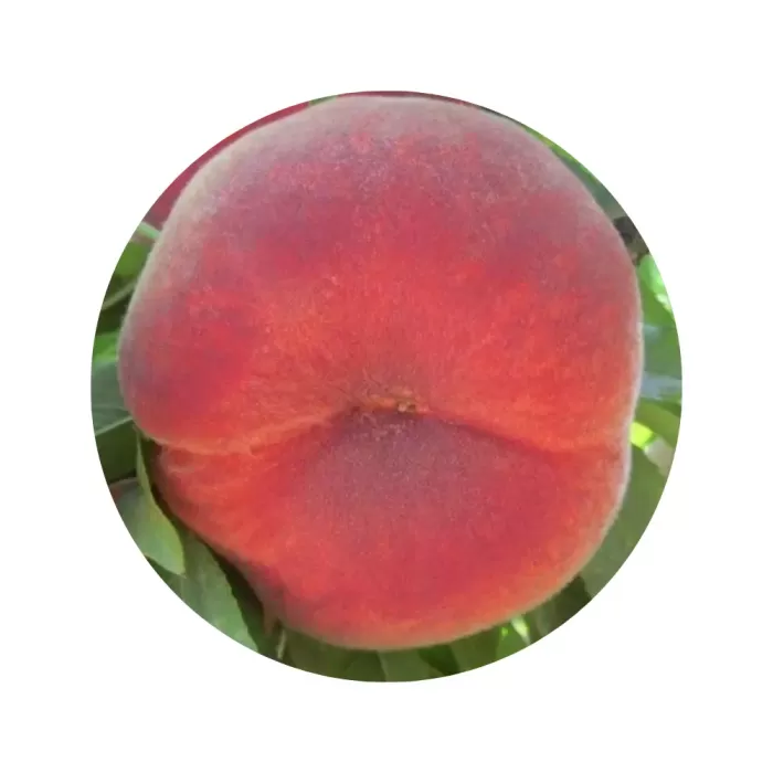 Персик інжирний "Плейн Стар" (світла м’якоть, пізній термін дозрівання)