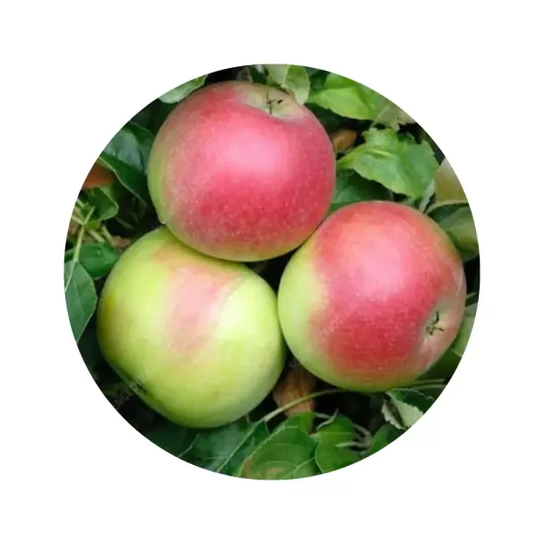 Яблуня "Айдаред" (кремова м’якоть, зимовий сорт)